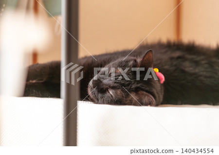 Black cat Black cat 140434554