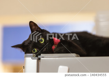 Black cat Black cat 140434555