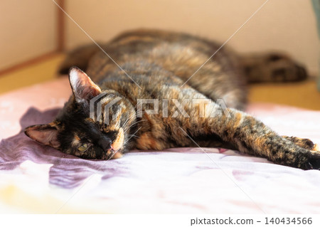 Sabi cat 140434566