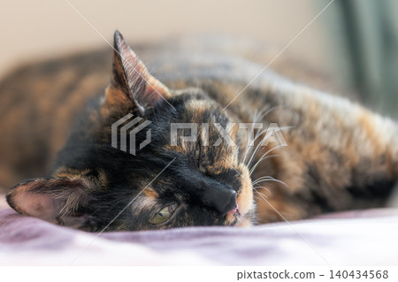 Sabi cat Sabi cat 140434568