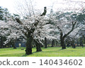 Cherry blossoms in full bloom announce the arrival of spring in Koganei Park. 140434602