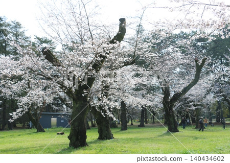 Cherry blossoms in full bloom announce the arrival of spring in Koganei Park. 140434602