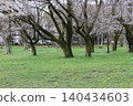 Cherry blossoms in full bloom announce the arrival of spring in Koganei Park. 140434603