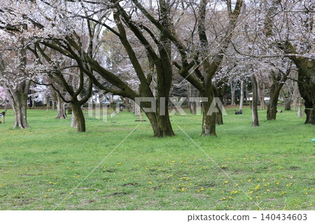Cherry blossoms in full bloom announce the arrival of spring in Koganei Park. 140434603