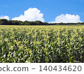 Extensive corn field 140434620