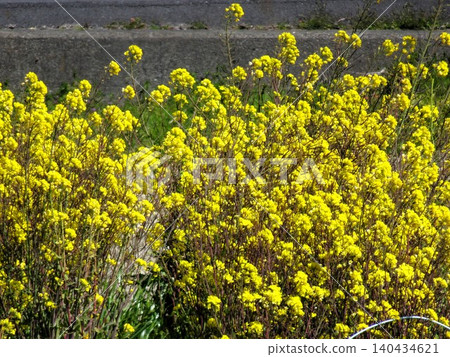 路堤上盛開的油菜花 路堤上盛開的油菜花 140434621