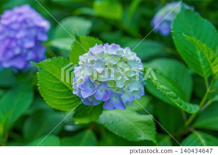 A close-up of hydrangeas blooming beautifully after a rain shower in early summer. A close-up of hydrangeas blooming beautifully after a rain shower in early summer. 140434647