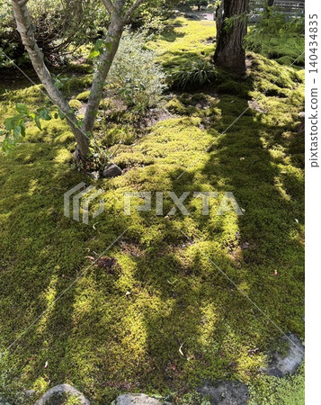 綠色的花園 140434835