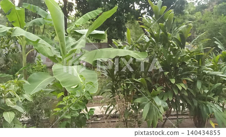 green banana tree in the garden green banana tree in the garden 140434855