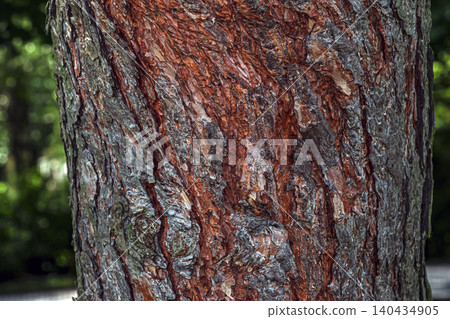 Pinus sylvestris bark texture with reddish fissures in Botanical Garden Nitra Pinus sylvestris bark texture with reddish fissures in Botanical Garden Nitra 140434905