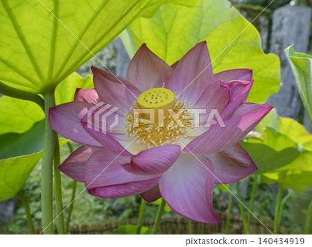 A lotus flower in paradise, blooming purely and radiantly. 140434919