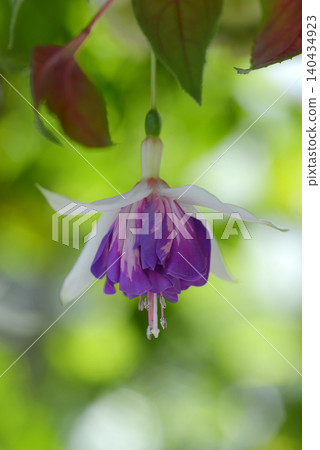 Fuchsia Blue Mirage Fuchsia Blue Mirage 140434923