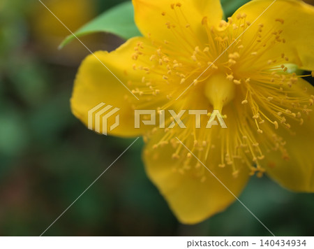 The cute yellow "Hypericum patulum" that bloomed in June. 140434934