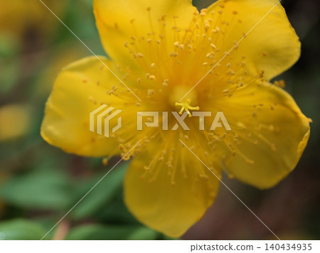The cute yellow "Hypericum patulum" that bloomed in June. The cute yellow "Hypericum patulum" that bloomed in June. 140434935