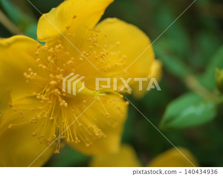 The cute yellow "Hypericum patulum" that bloomed in June. 140434936