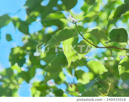 Fresh green leaves in May, shining in the spring sunlight - Natural scenery (May 2026) Fresh green leaves in May, shining in the spring sunlight - Natural scenery (May 2026) 140435016