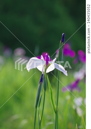 Irises shining in the morning sun 140435052