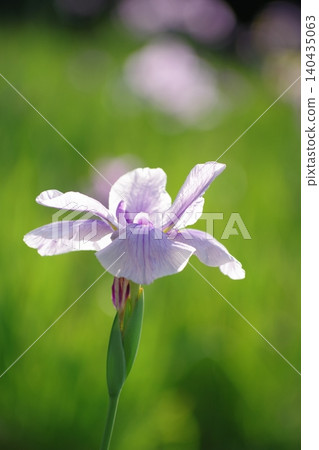 晨曦中,鳶尾花閃閃發光 晨曦中,鳶尾花閃閃發光 140435063