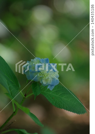 Hydrangeas in soft light Hydrangeas in soft light 140435186