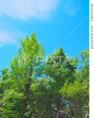 Fresh green leaves in May, shining in the spring sunlight - Natural scenery (May 2026) Fresh green leaves in May, shining in the spring sunlight - Natural scenery (May 2026) 140435244