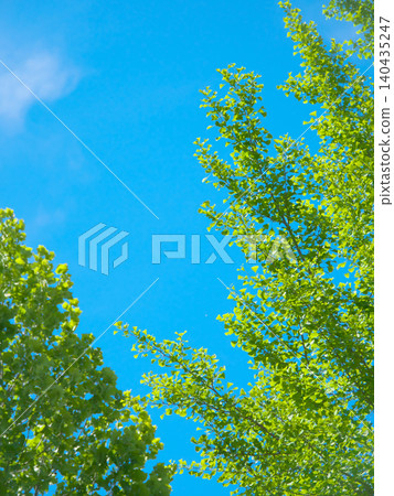Fresh green leaves in May, shining in the spring sunlight - Natural scenery (May 2026) Fresh green leaves in May, shining in the spring sunlight - Natural scenery (May 2026) 140435247