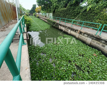 Urban drainage canal with dense floating aquatic plant and green railing in quiet natural setting 140435308