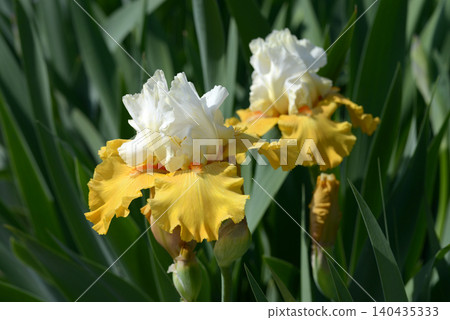 Germany iris 140435333