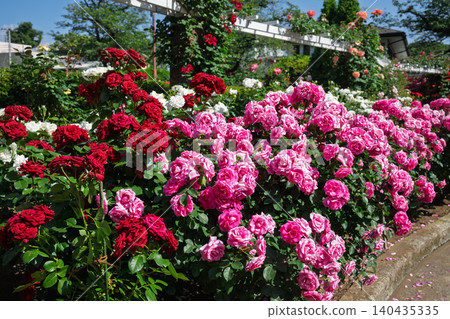 Bright red and pink roses in bloom at Satomi Park, Ichikawa City. Bright red and pink roses in bloom at Satomi Park, Ichikawa City. 140435335