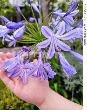 A refreshing agapanthus flower blooming in the palm of your hand A refreshing agapanthus flower blooming in the palm of your hand 140435367