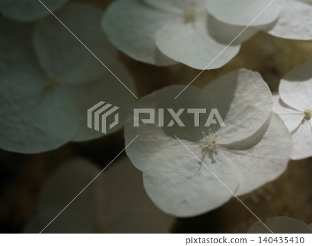 White Kashiwaba Hydrangea blooming in June White Kashiwaba Hydrangea blooming in June 140435410