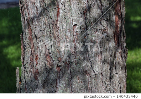 Detailed larch bark morphology in Botanical Garden Nitra Detailed larch bark morphology in Botanical Garden Nitra 140435440