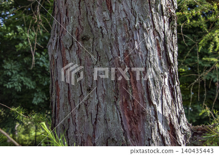Deeply fissured Larix bark texture in Botanical Garden Nitra Deeply fissured Larix bark texture in Botanical Garden Nitra 140435443