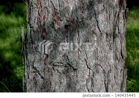 Natural bark pattern of mature Larix tree Natural bark pattern of mature Larix tree 140435445