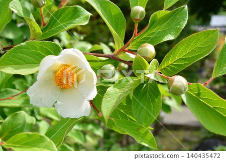 初夏盛開的白色夏山茶花 初夏盛開的白色夏山茶花 140435472