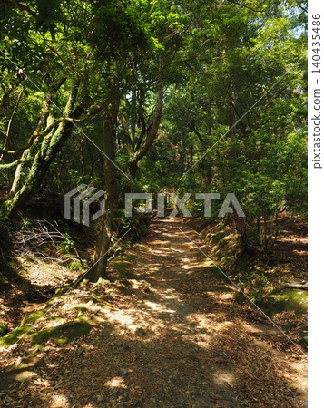 一片寧靜、荒涼的聖地。初夏時節,耀眼的陽光透過樹木,在春日大社的「低語之路」上形成一條綠色的隧道。 一片寧靜、荒涼的聖地。初夏時節,耀眼的陽光透過樹木,在春日大社的「低語之路」上形成一條綠色的隧道。 140435486