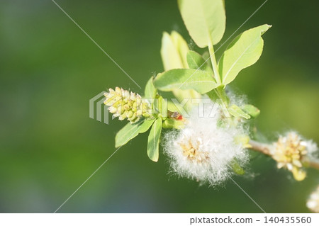 樹開花了 樹開花了 140435560
