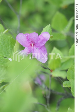 一朵杜鵑花 一朵杜鵑花 140435561