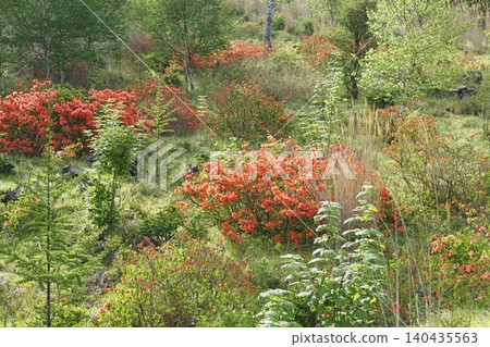 Rhododendrons bathed in the morning light 140435563