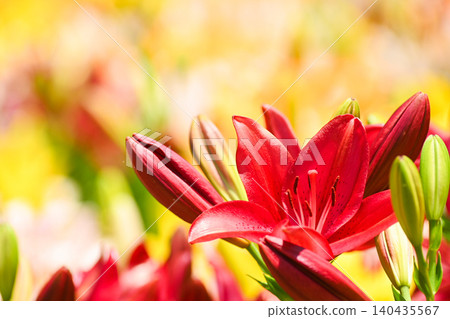 一朵花瓣鮮紅的百合花 140435567