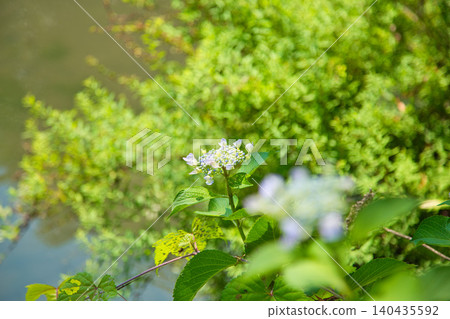 A botanical garden just before the rainy season. 140435592