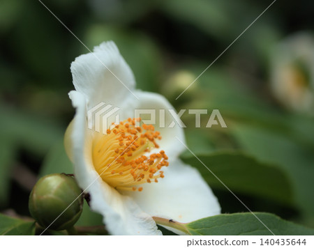 White summer camellia flowers that bloomed beautifully in June White summer camellia flowers that bloomed beautifully in June 140435644