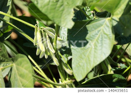 Edamame Edamame Edamame Edamame 140435651