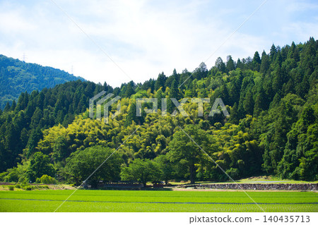 A local train running through fresh greenery A local train running through fresh greenery 140435713