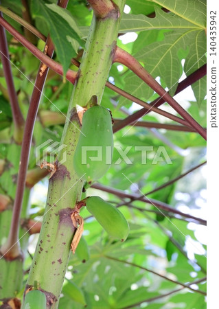 Papaya fruit (vertical orientation) Papaya fruit (vertical orientation) 140435942
