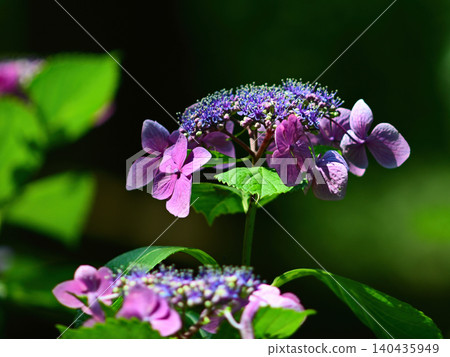 Purple hydrangea Purple hydrangea 140435949