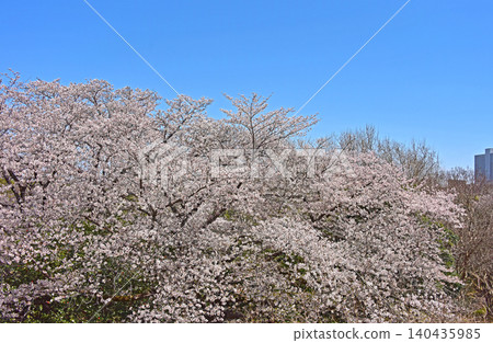 A scene of spring in full bloom with cherry blossoms. A scene of spring in full bloom with cherry blossoms. 140435985