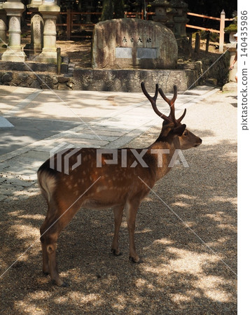 A messenger of God basking in the early summer sun. A snapshot of a wild deer in Nara, its beautiful spotted pattern and black antlers gleaming. A messenger of God basking in the early summer sun. A snapshot of a wild deer in Nara, its beautiful spotted pattern and black antlers gleaming. 140435986