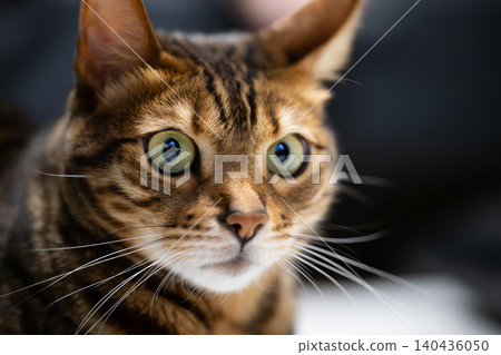 A cat staring at you A cat staring at you 140436050