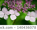 粉紅色的繡球花 140436078