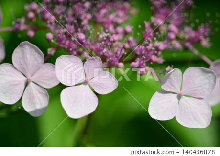 粉紅色的繡球花 粉紅色的繡球花 140436078